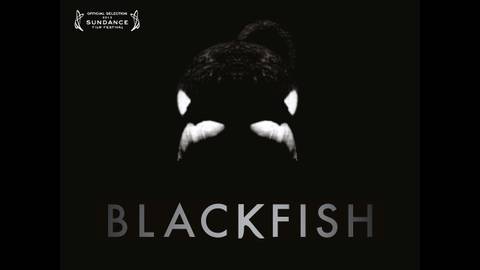blackfish movie poster