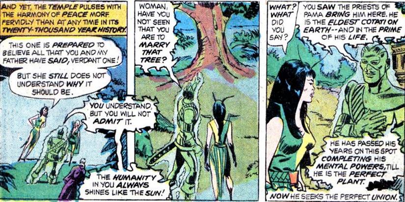 Mantis tree Cotati Elder Swordsman