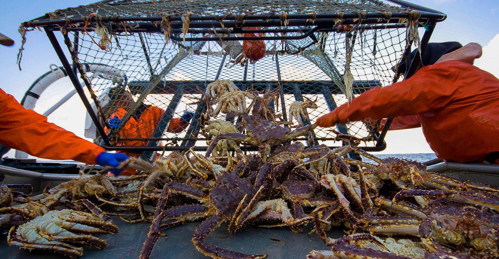 A crew pulling in the King Crabs on Deadliest Catch.