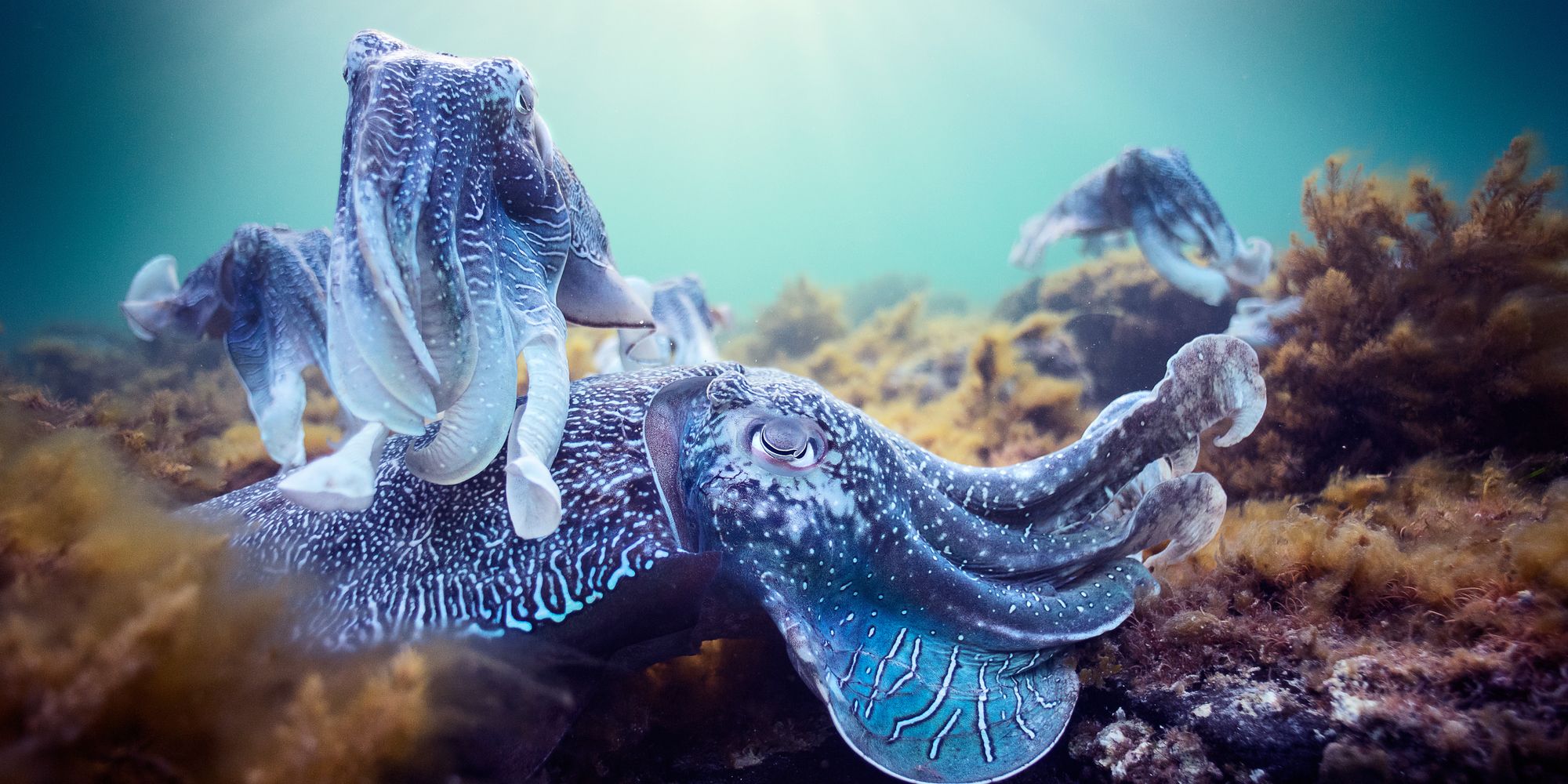 Cuttlefish Blue Planet II