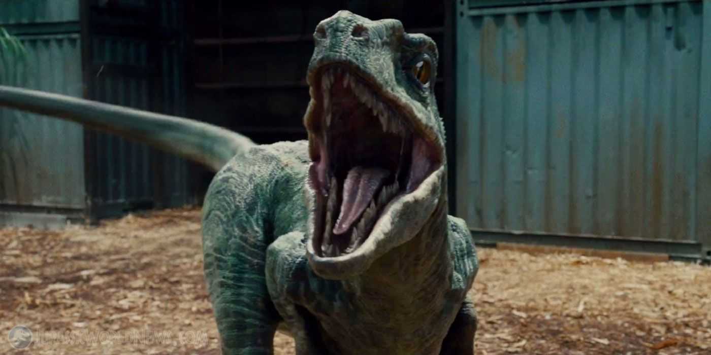 What Happens To Blue s Velociraptor Pack In The Jurassic World Movies what-happens-to-blue-s-velociraptor-pack-in-the-jurassic-world-movies