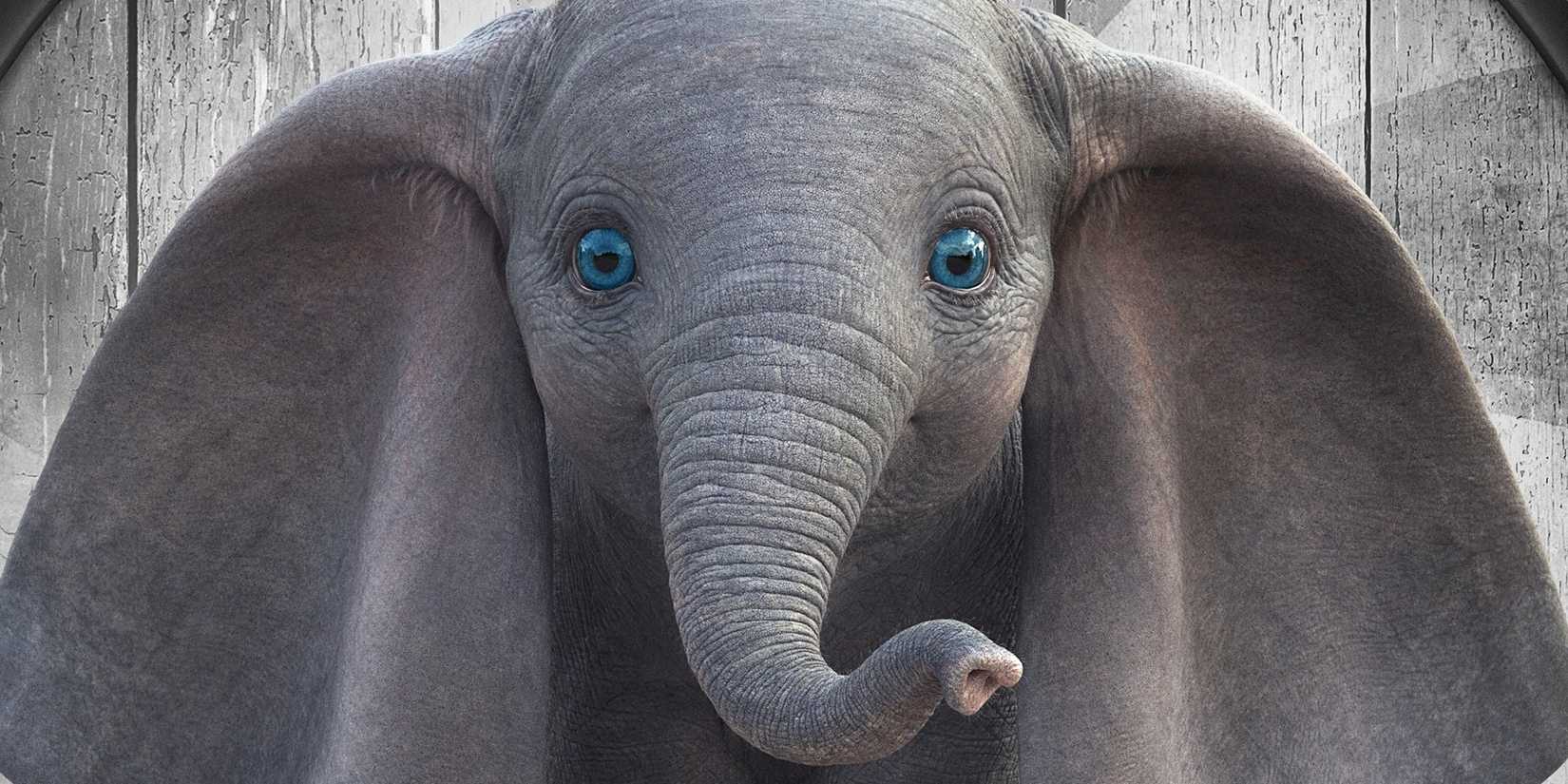 Dumbo staring straight ahead with bright blue eyes in Dumbo 2019