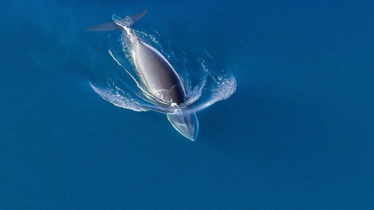 10 Of Netflix's Best Nature Documentaries