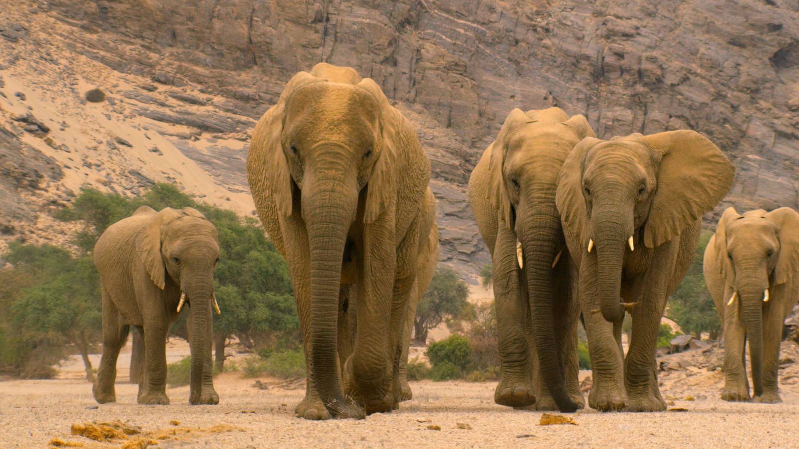 Animal visual data 7