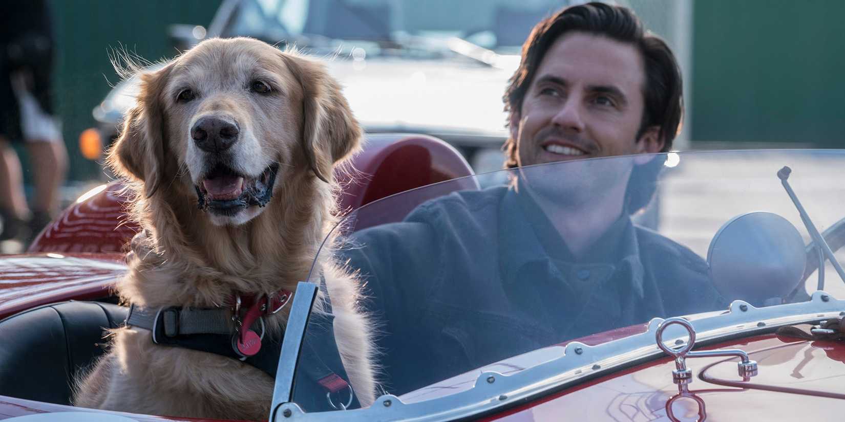 Milo Ventimiglia as Denny in a car with a dog sitting beside him in The Art of Racing in the Rain