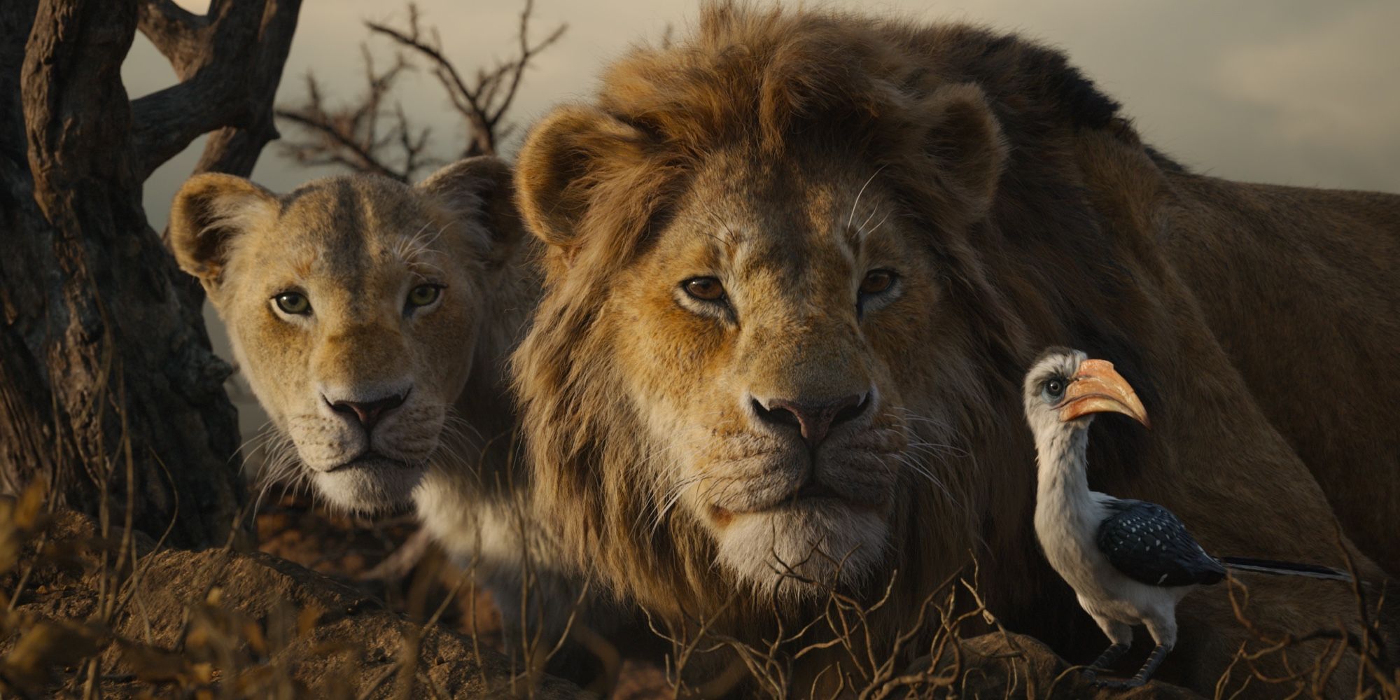 Lion King 2 Live Action Prequel Movie Coming From Disney Moonlight Director