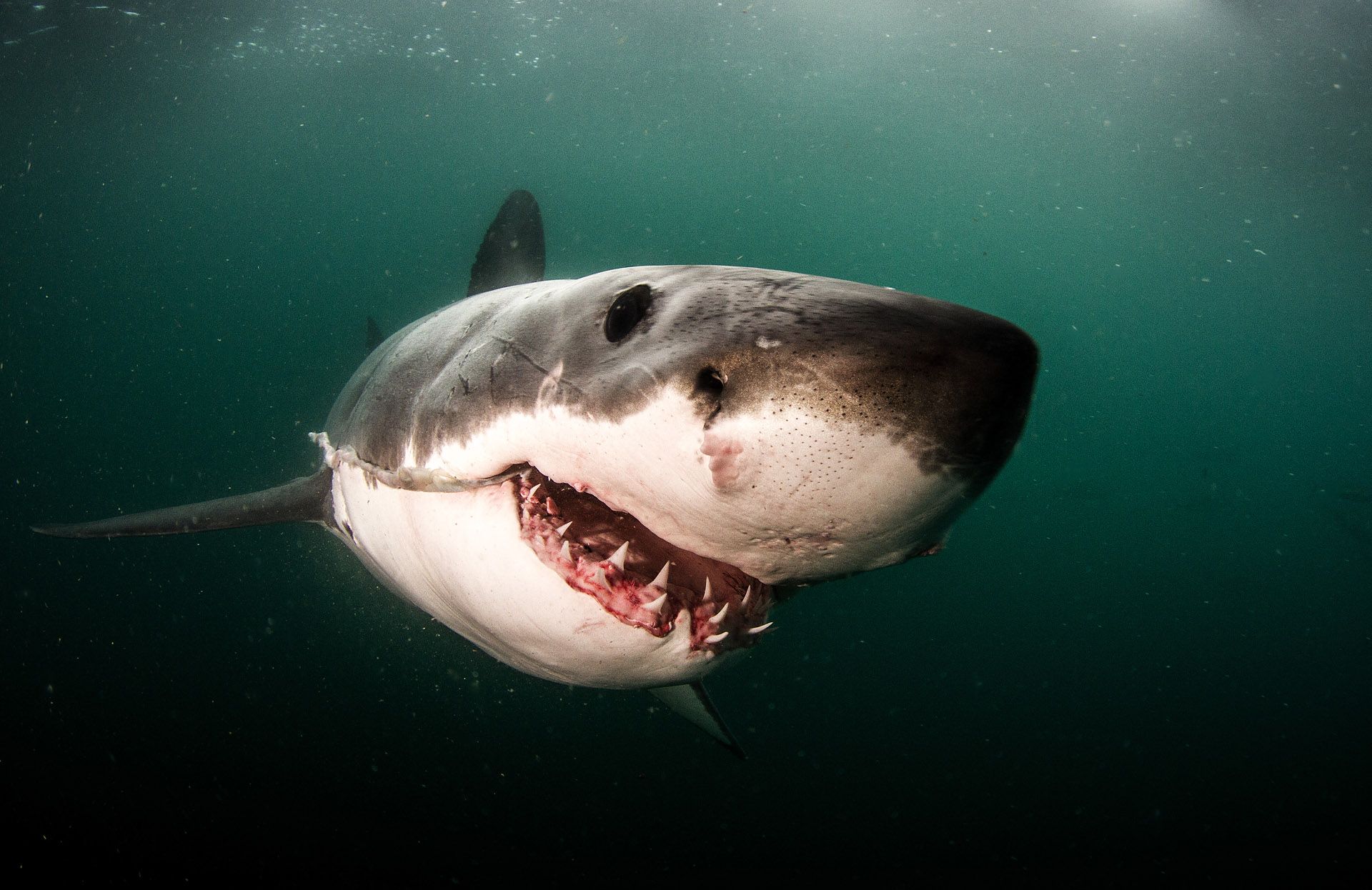 Фото самые страшные акулы в мире
