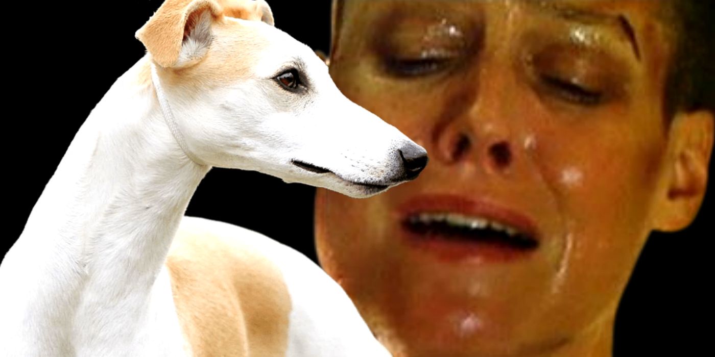 Alien 3 Whippet