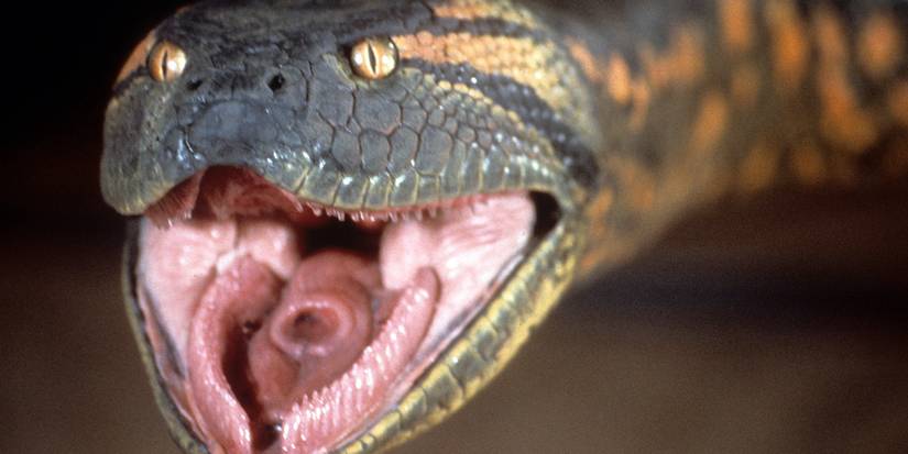 The snake lunges forward with its mouth open in Anaconda