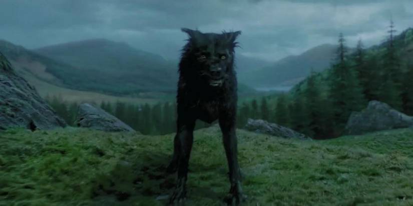 Animagi Harry Potter: How To Become An Animagus (Every Step Explained)