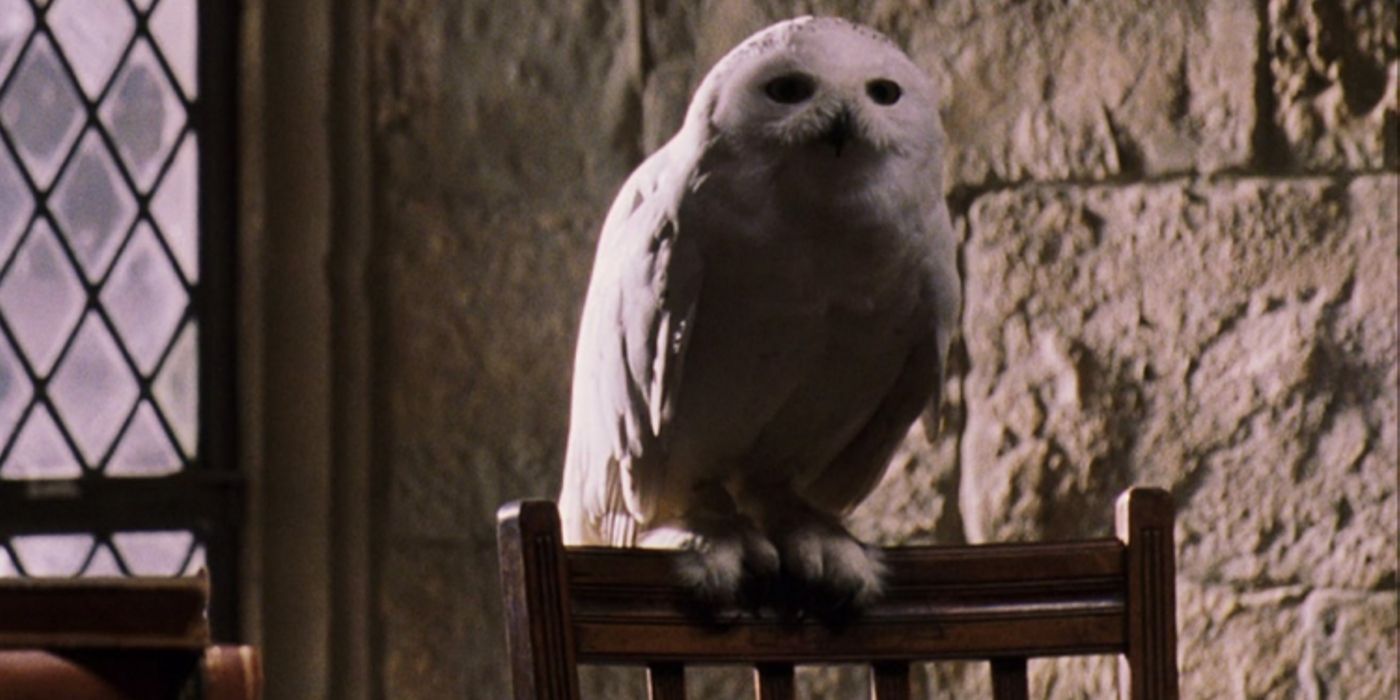 Harry Potter The 10 Most Relatable Characters