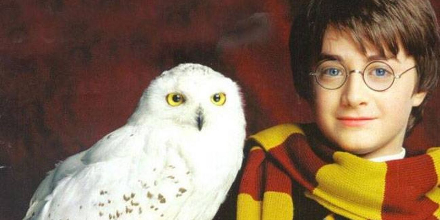 Harry Potter 10 Times Hedwig Was the Most Loyal Pet
