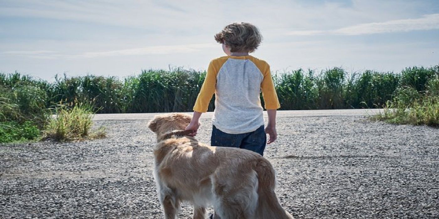 In The Tall Grass 10 Difference Between The Book And The Netflix Movie