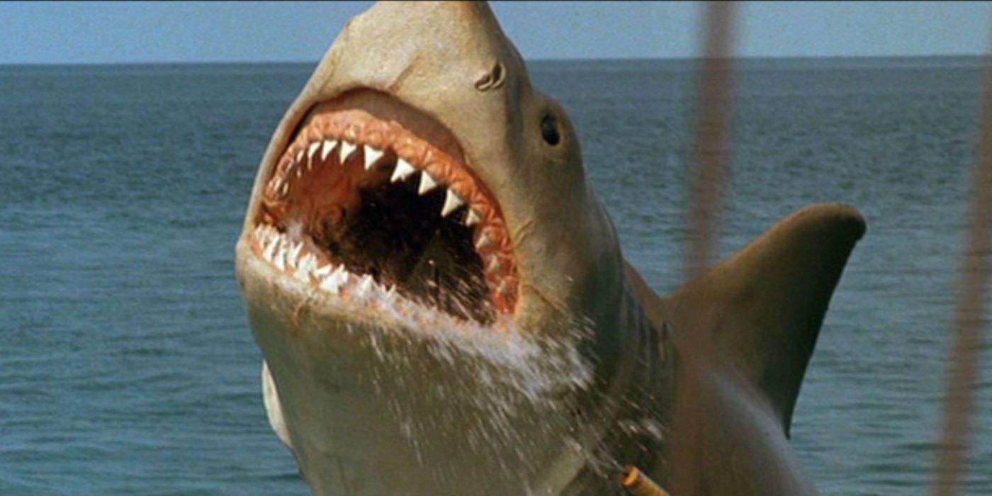 Every Jaws Movie Ranked, Worst To Best