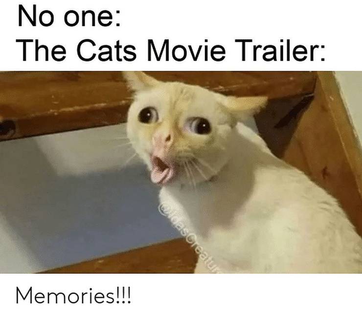 10 Hilarious Memes About Cats 2019 That Will Make You Laugh