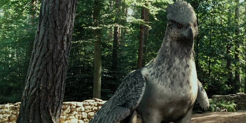 Harry Potter: 10 Things You Didn’t Know About Buckbeak