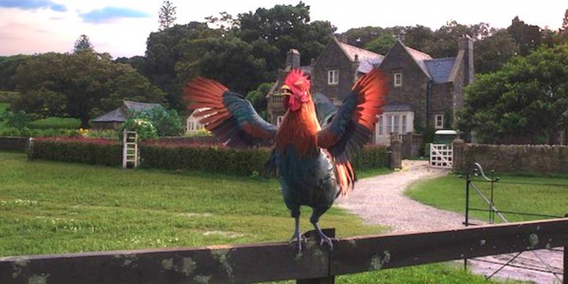 Man Killed by Razor-Wielding Rooster in Cockfight