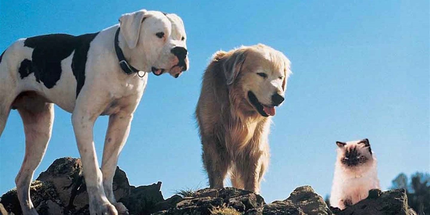 Chance, Shadow, and Sassy standing together in Homeward Bound