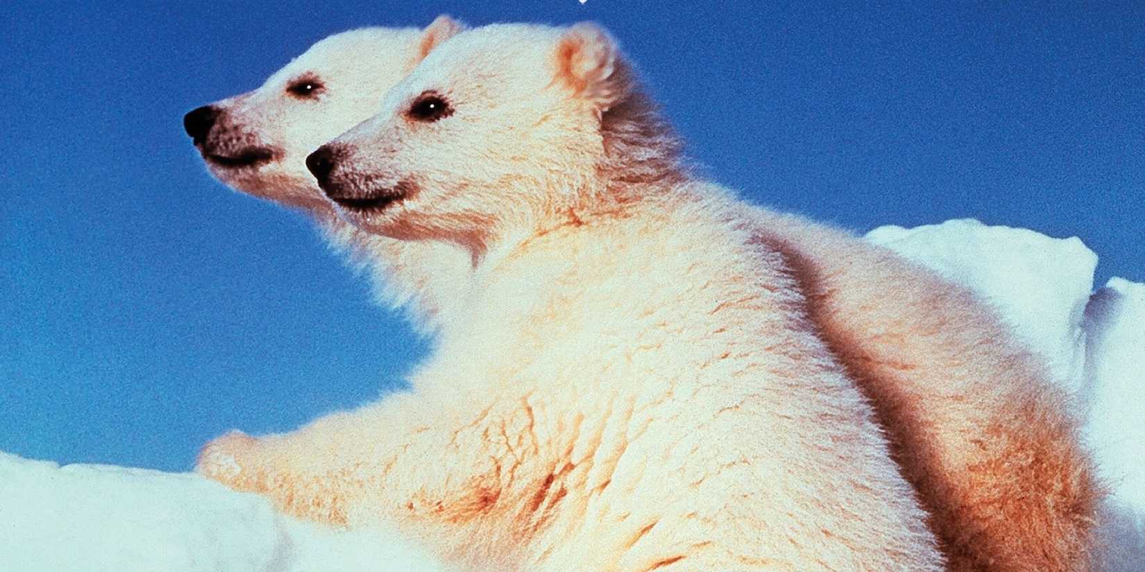 Dois ursos polares em White Wilderness da Disney