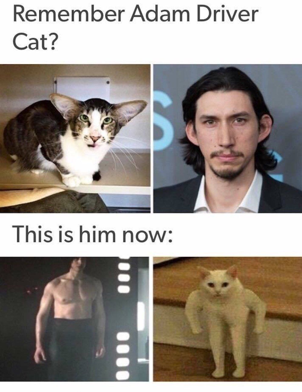 adam-driver-cat-e1581625874634.jpg