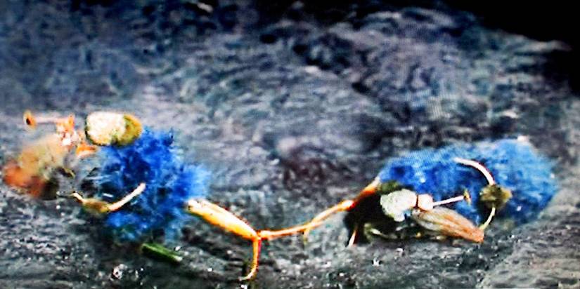 Star Trek: 10 Hilariously Weird Alien Races, Ranked