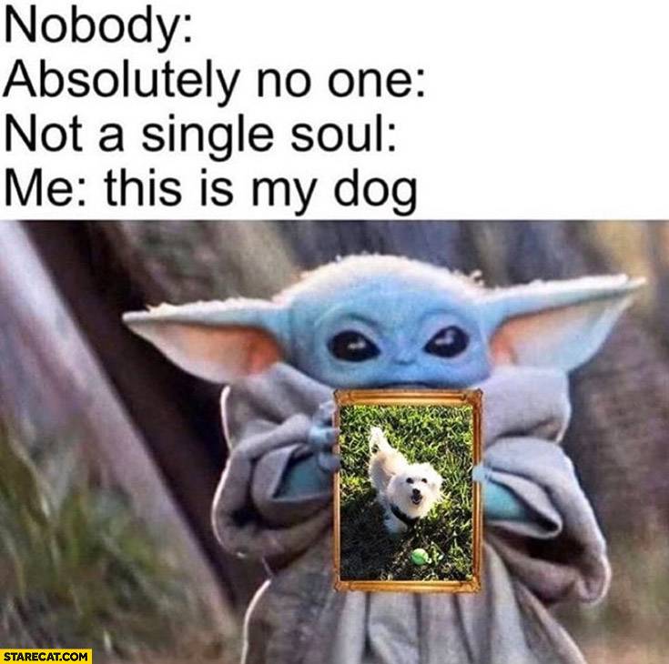 My Sisters Corgi Looks Like Baby Yoda So Here S A Picture Dogmemes