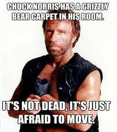 Chuck-Norris-Bear.jpg?q=50&fit=crop&w=400&dpr=1.5