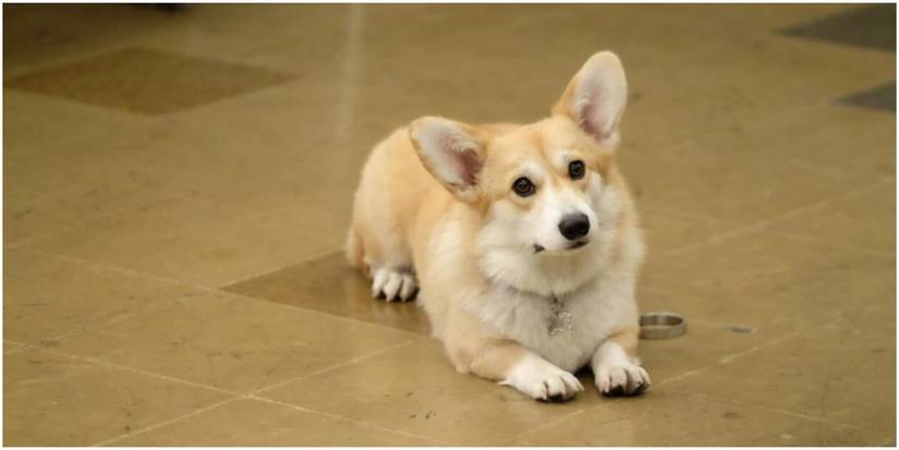 Cheddar squats on the floor