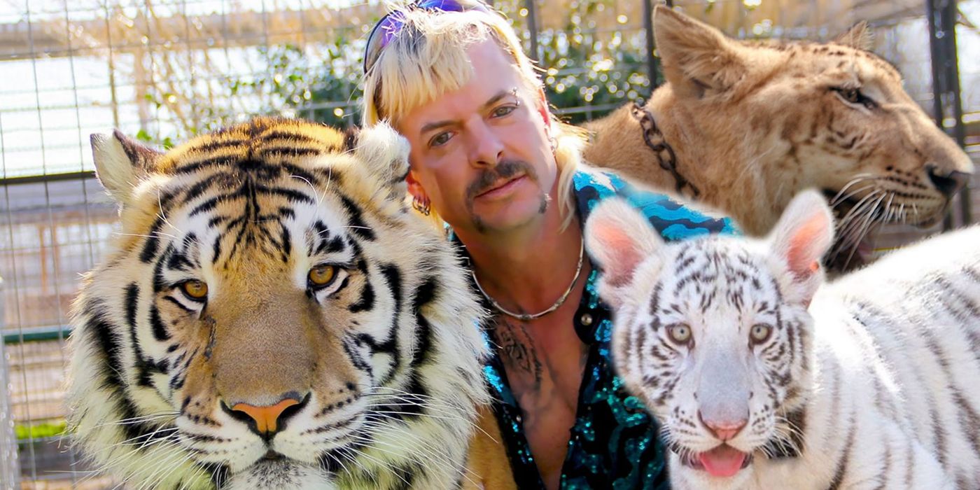 Tiger King What Happened To Joe Exotics Tigers