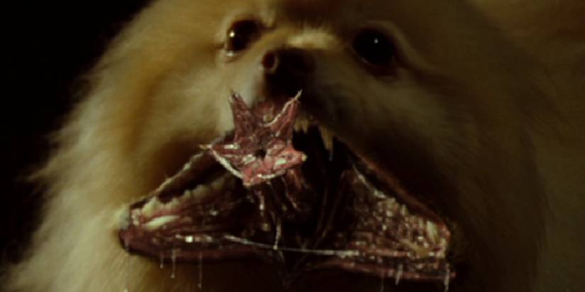 10 Most Memorable Animal Companions In Horror Movies