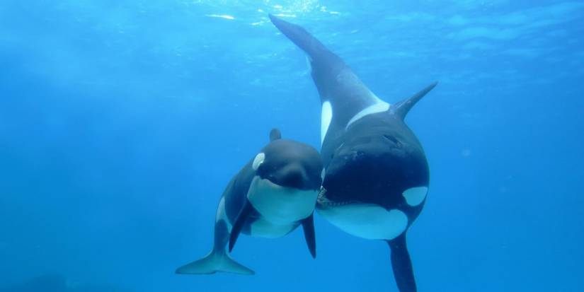 The killer whales cuddling from Blackfish.