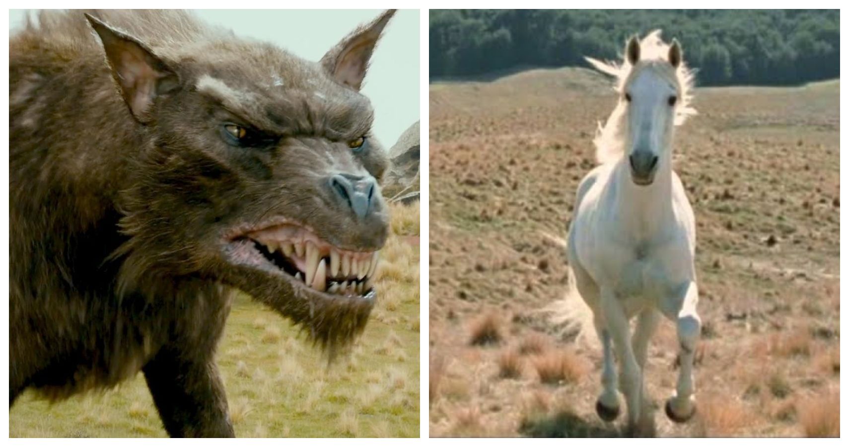 Lord of the Rings: 5 Creatures We’d Want As Pets (& 5 We Definitely