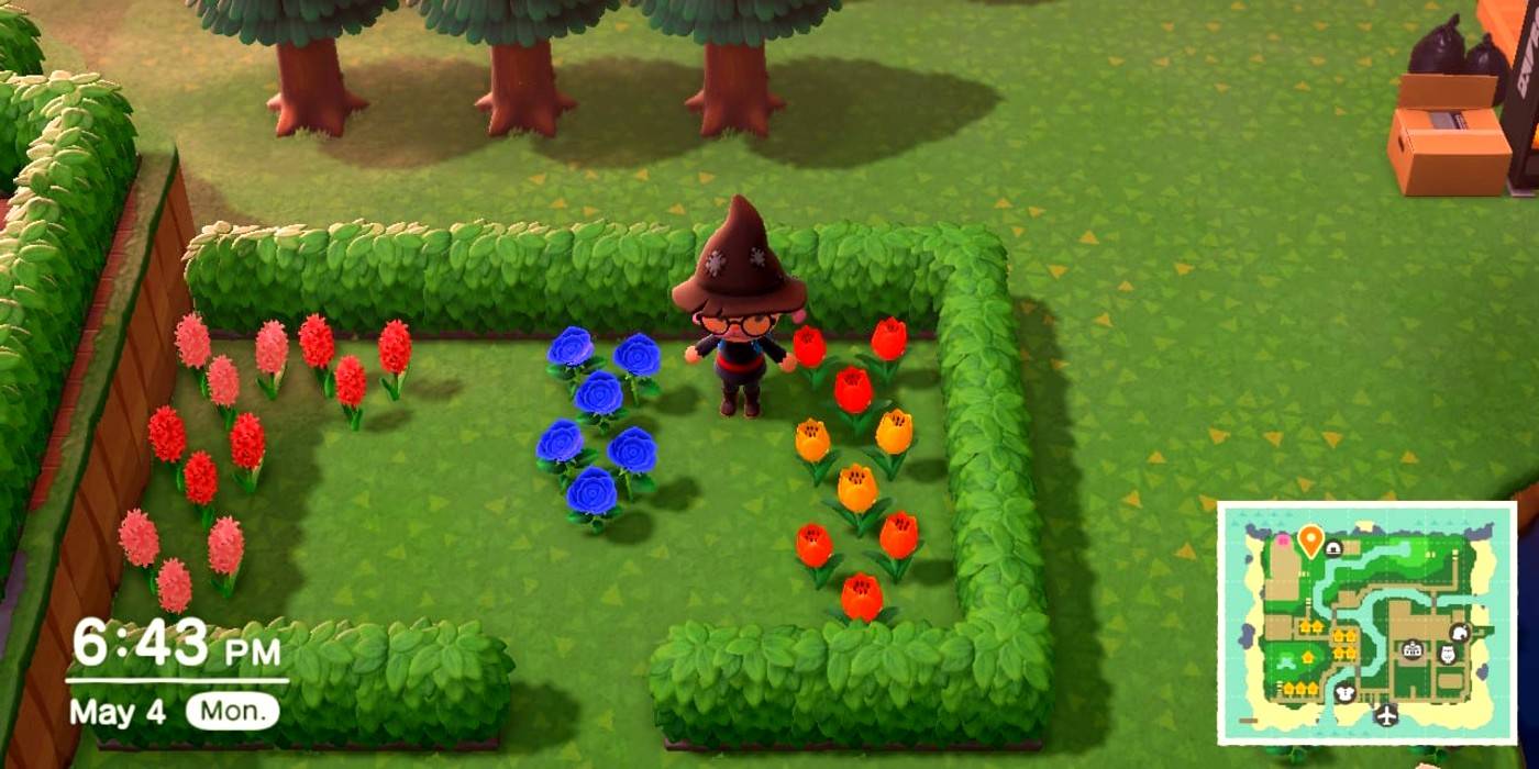  Ein Spieler steht in einem von Hecken umgebenen Garten mit mehreren blauen Rosen in der Mitte in Animal Crossing: Neue Horizonte