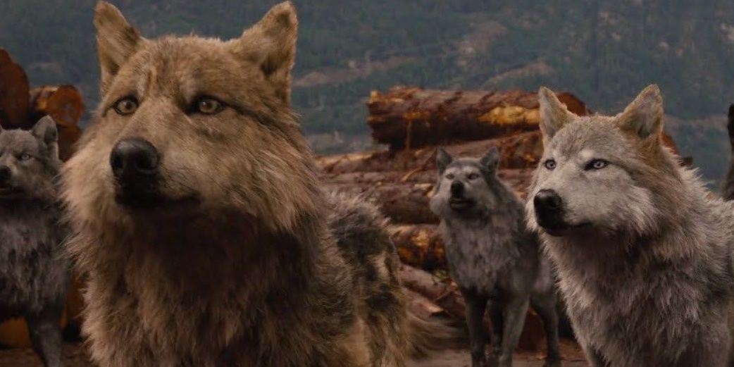 Twilight 10 Things About Werewolves That Make No Sense