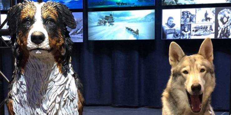 The Call Of The Wild 10 Things You Didn T Know About Buck The Dog