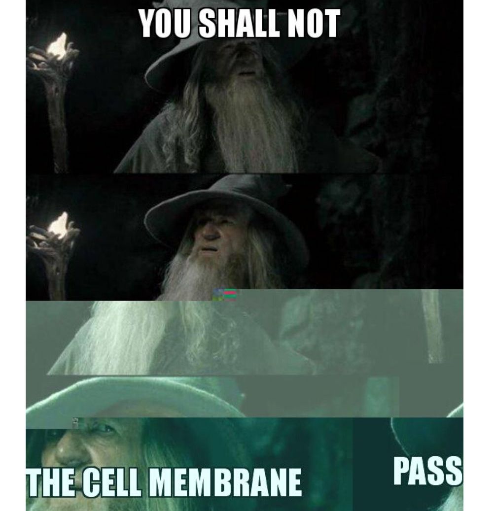 Lord Of The Rings 10 Hilarious You Shall Not Pass Memes That We Love