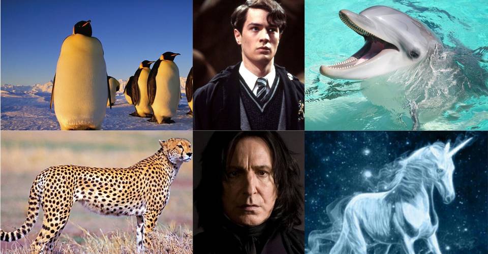 Harry Potter 5 Patronus Animals Capricorn Would Likely Have 5 They Never Would