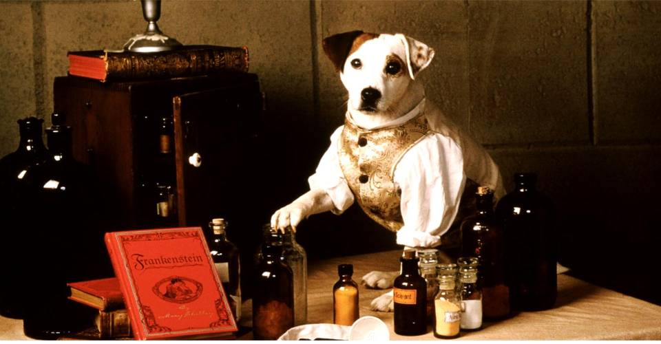 Download Wishbone Movie In The Works Based On Beloved 90s Tv Show Desktop Wallpaper Free Get Wallpaper Wishbone Movie In The Works Based On Beloved 90s Tv Show Desktop Wallpaper Free