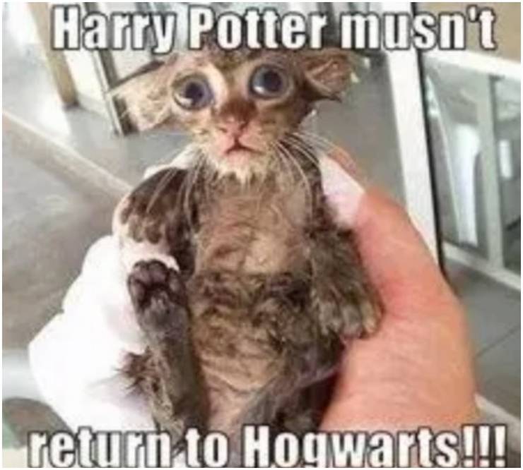 Harry Potter 10 Hogwarts Memes Devoted Fans Will Love