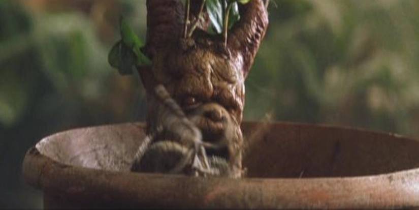 Harry Potter: The 15 Most Useful Plants In The Wizarding World