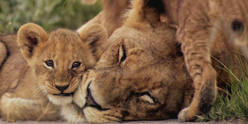 10 Best Documentaries About Animals, Ranked By IMDb Score