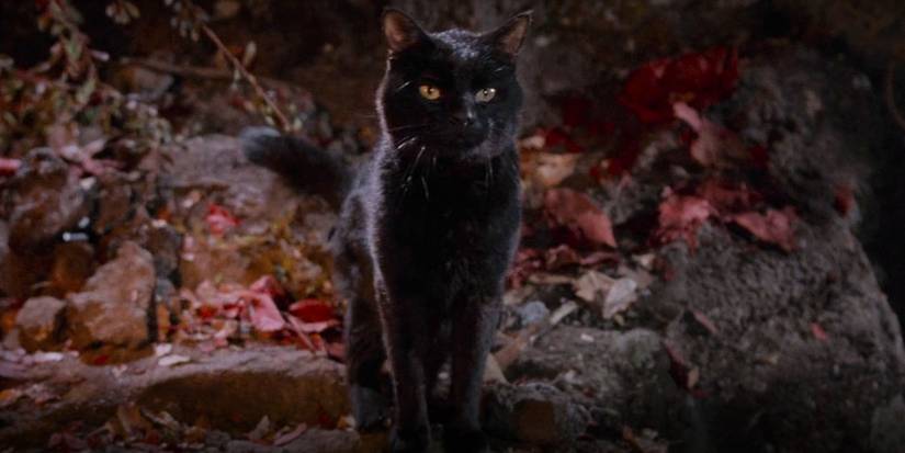 Hocus Pocus 2 Director Confirms Binx Returns In 'Fun' Way