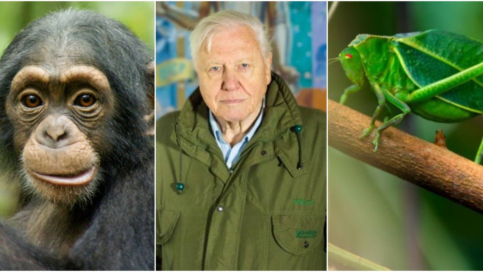 The Best Nature Documentaries Now Streaming