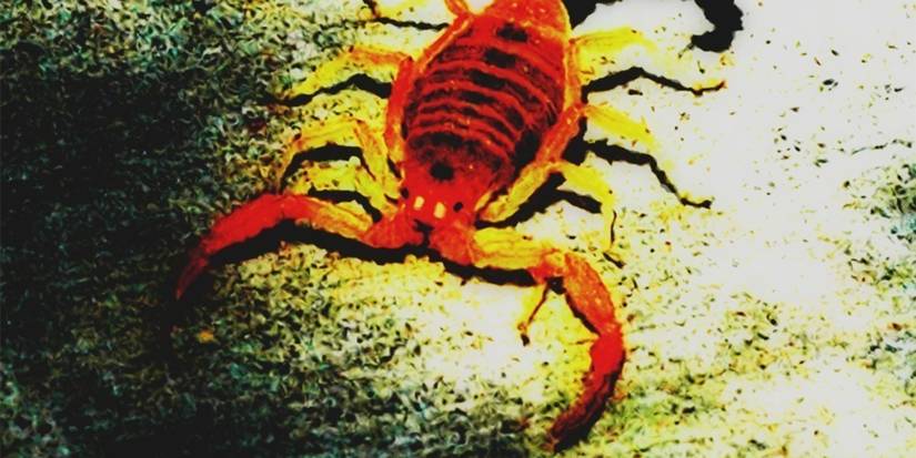 wraiths of the broken land book cover with a scorpion crawling down