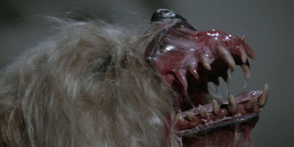 The 10 Scariest Dogs In Horror Movie History Screenrant