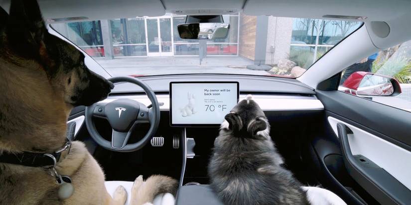 Why Elon Musk & Tesla Were Recently Blamed For Killing Cats