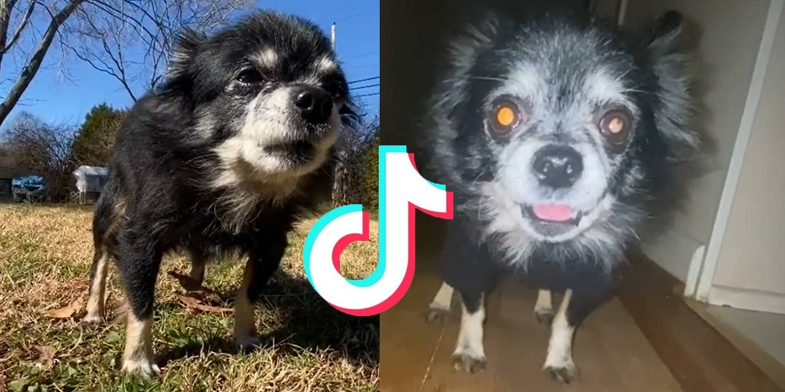 TikTok's 'Owa Owa' & Pudgywoke Viral Videos Explained
