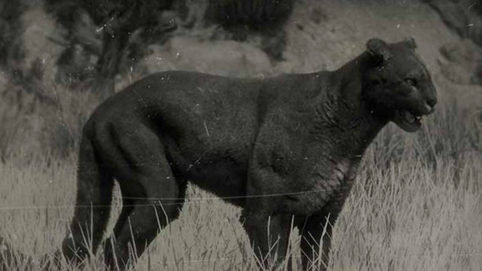 Where to Find The Legendary Iguga Cougar Location in Red Dead Online