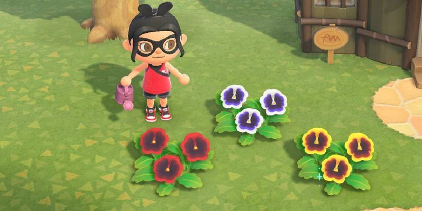 Every Flower Type & How To Get Them Animal Crossing Pansies