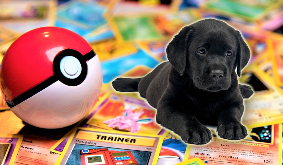 pokemon pet card Custom PKM Card main image 0